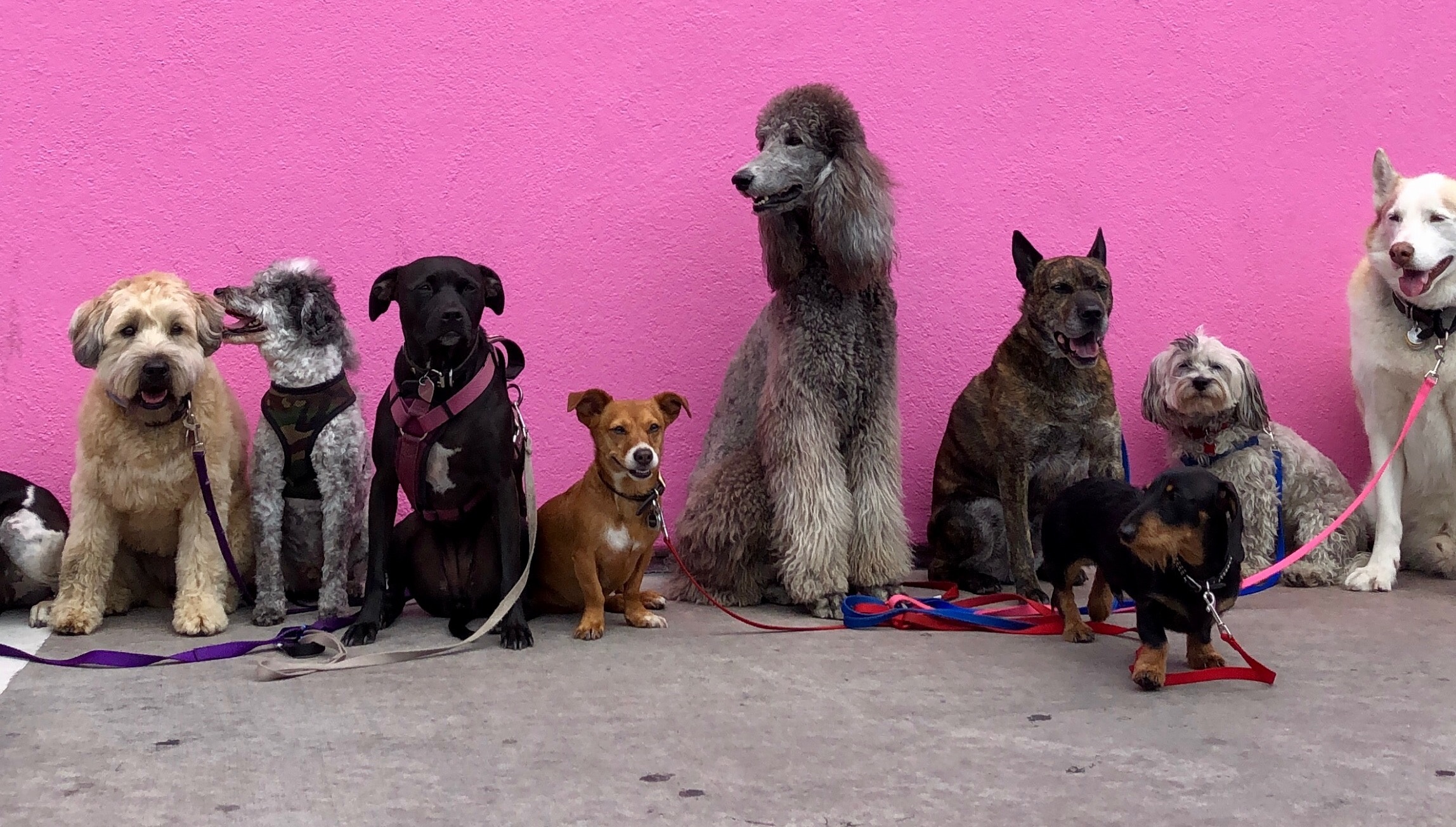 Top 10 Dog Breeds for Families